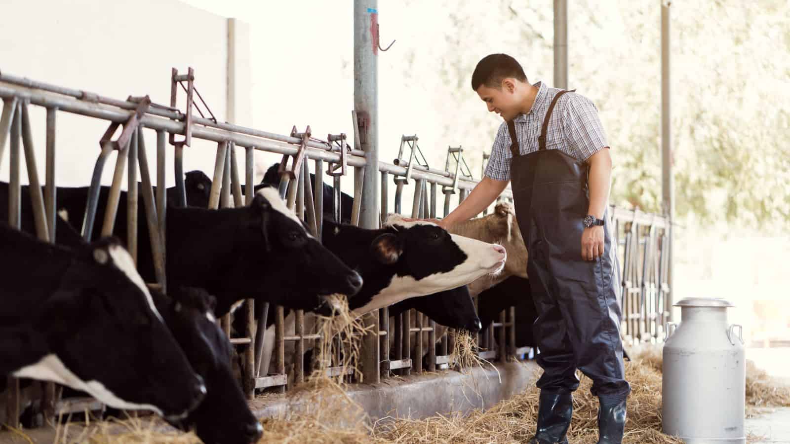 Farmer male nature cows